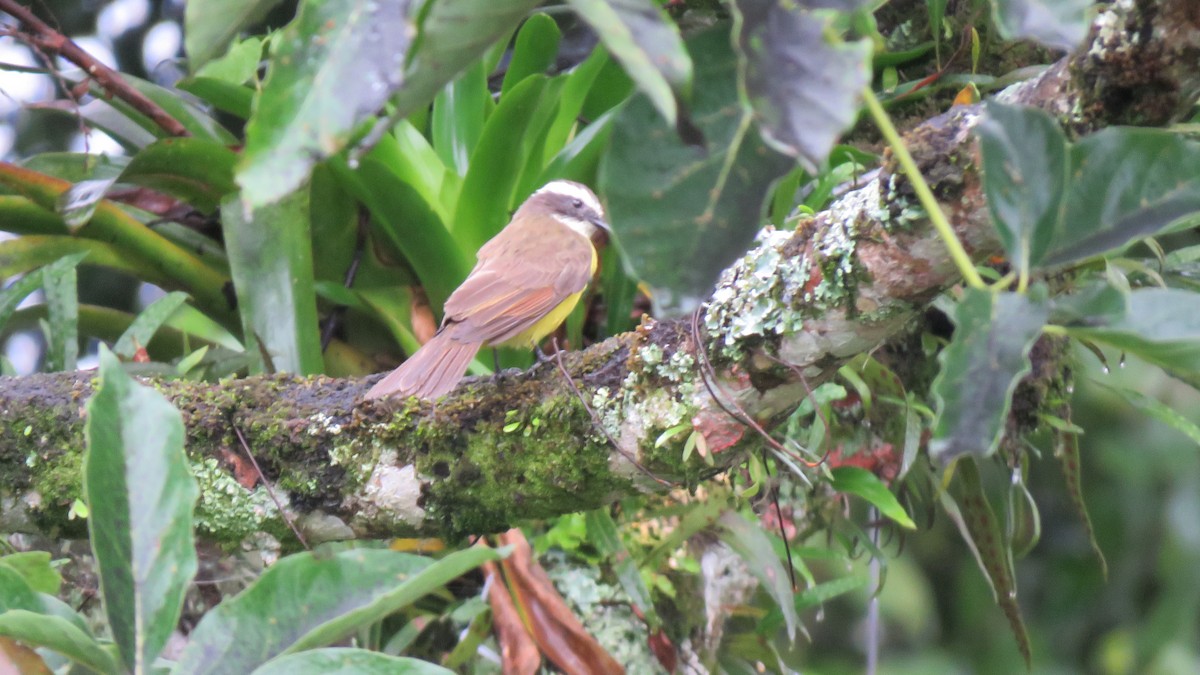 Rusty-margined Flycatcher - ML612455492