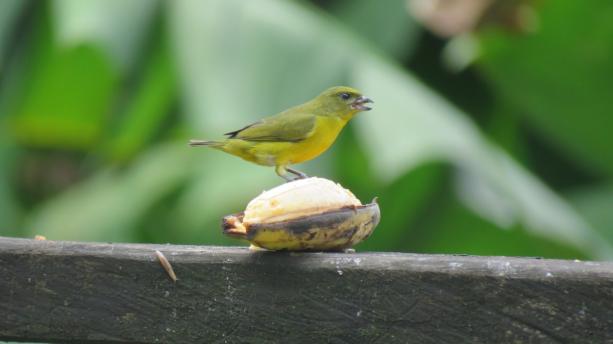 Thick-billed Euphonia - ML612455503