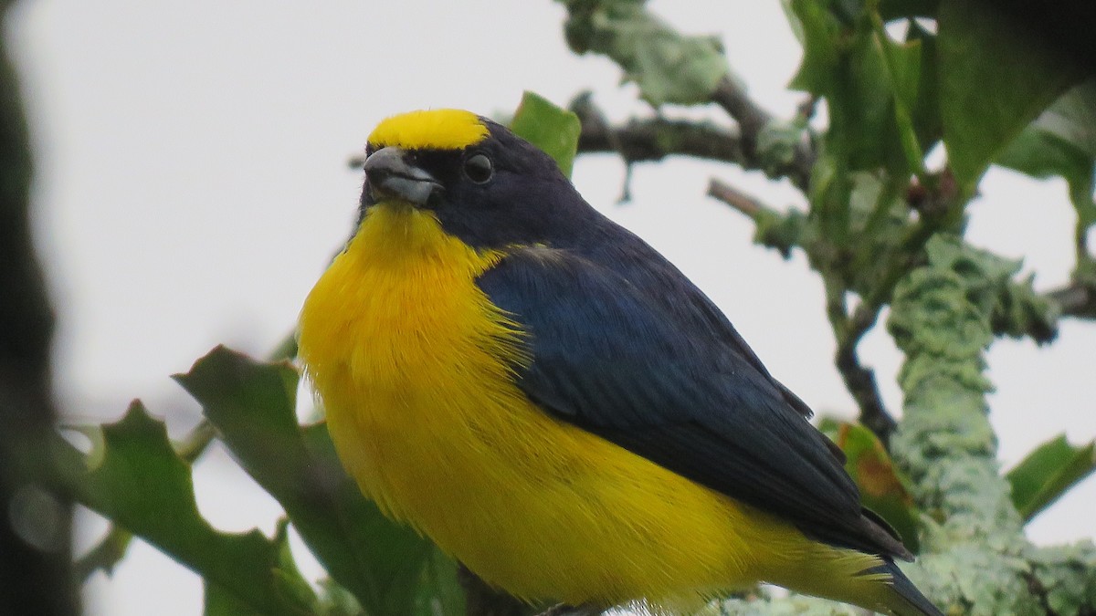 Thick-billed Euphonia - ML612455504