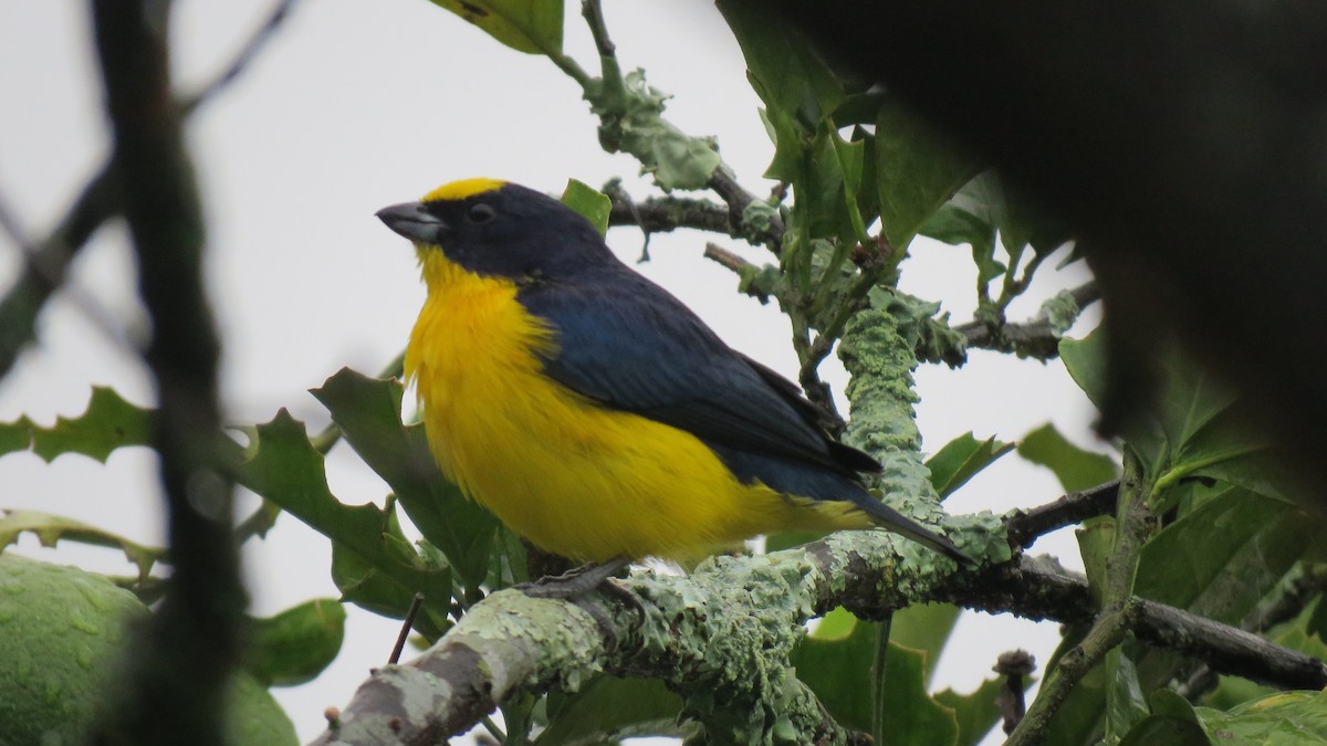 Thick-billed Euphonia - ML612455505