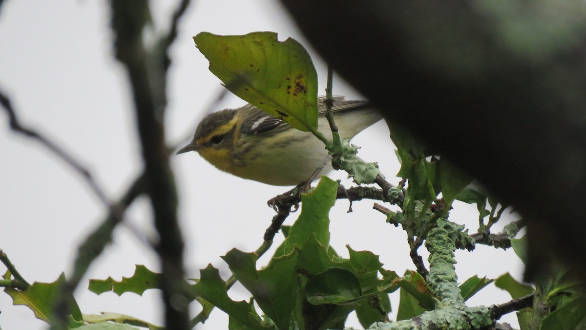 Blackburnian Warbler - ML612455516