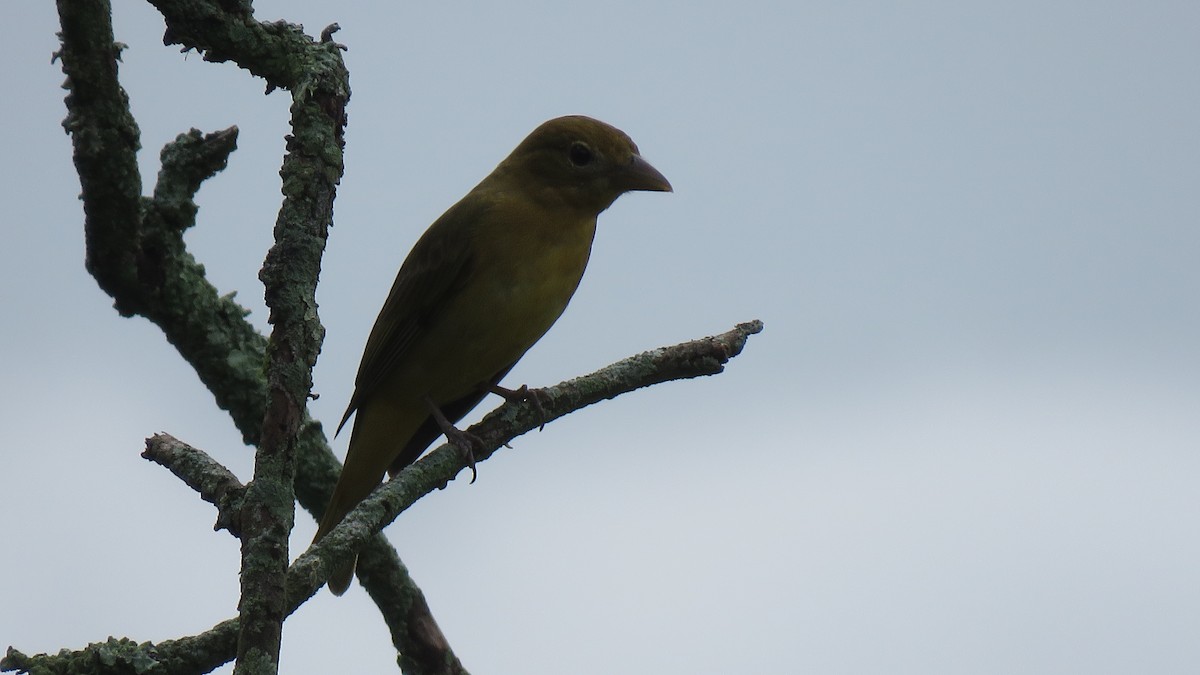 Summer Tanager - John Cifuentes Lopez