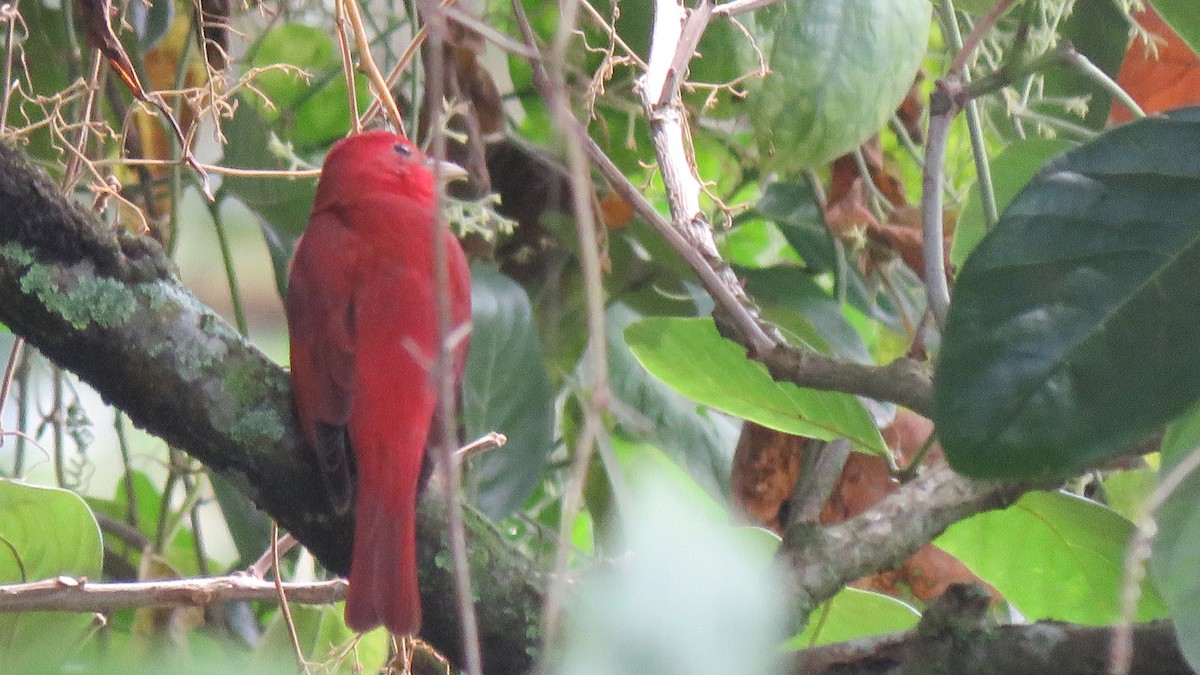 Summer Tanager - John Cifuentes Lopez