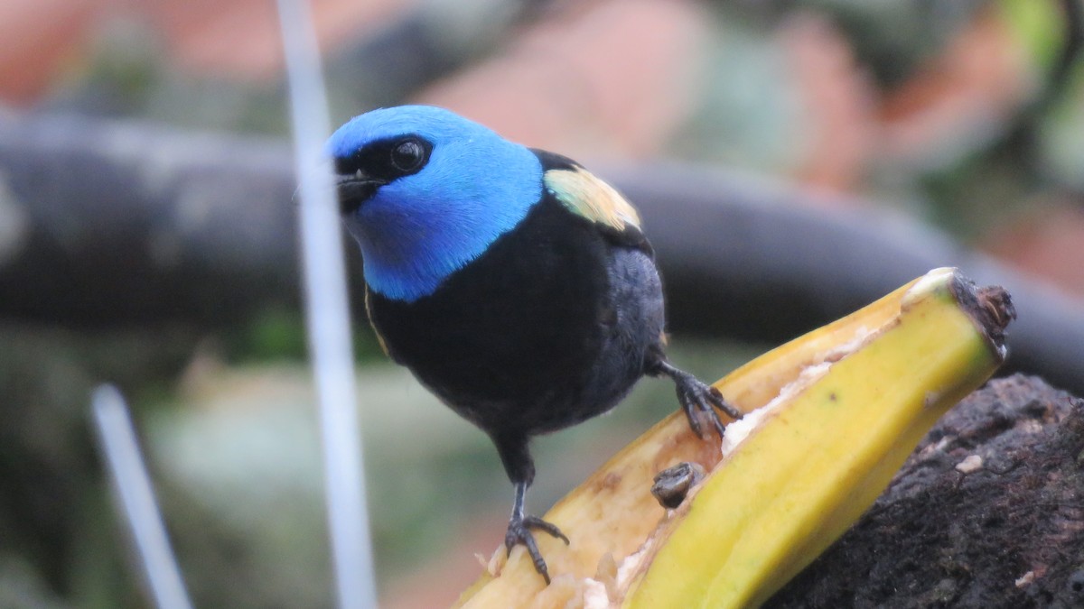 Blue-necked Tanager - ML612455559