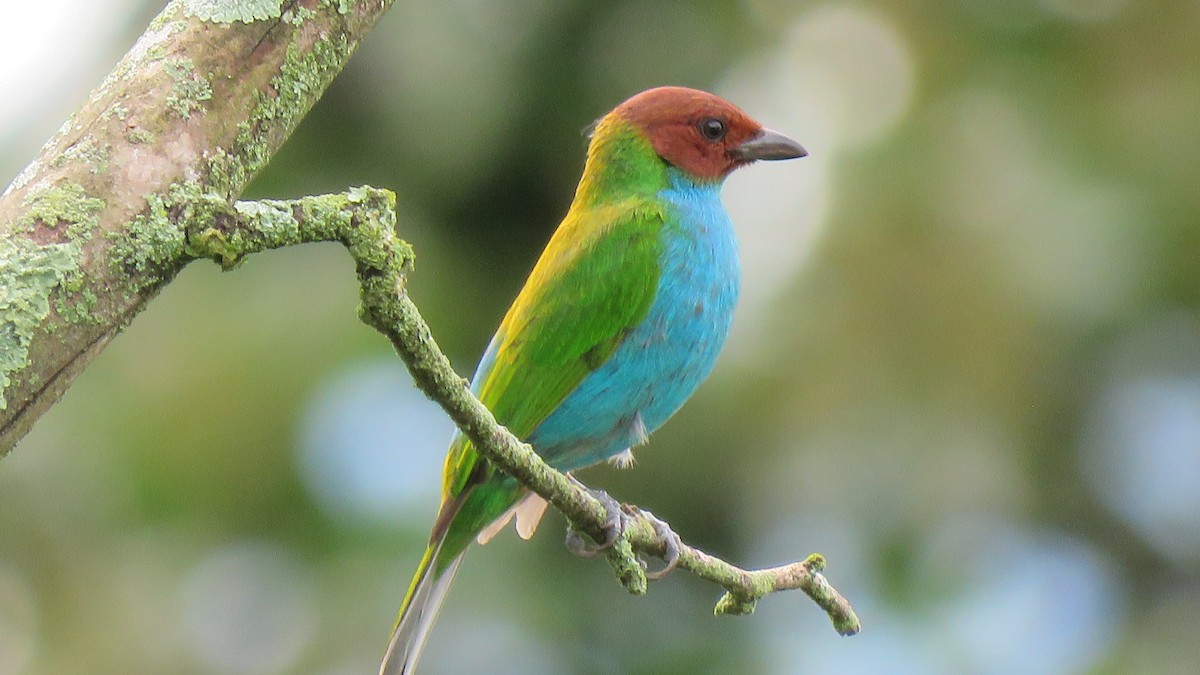 Bay-headed Tanager - ML612455577