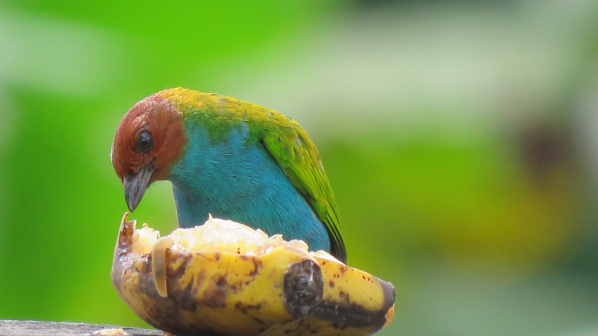 Bay-headed Tanager - ML612455578