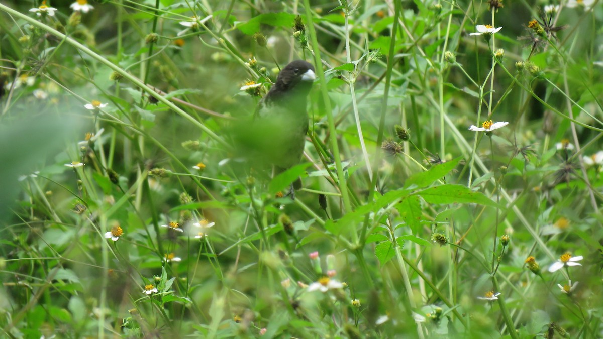 Yellow-bellied Seedeater - ML612455604