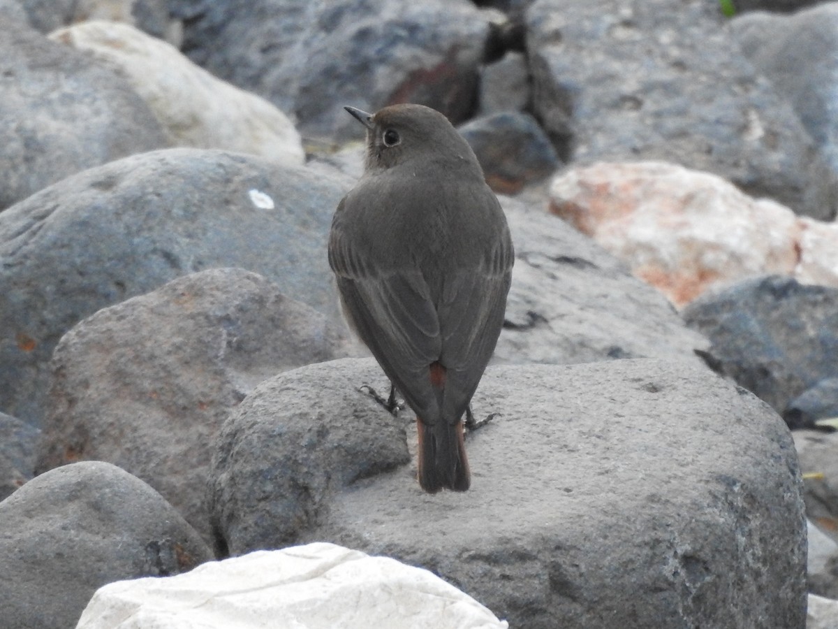 Black Redstart - Sisgo Rachith Acuña Chinchilla