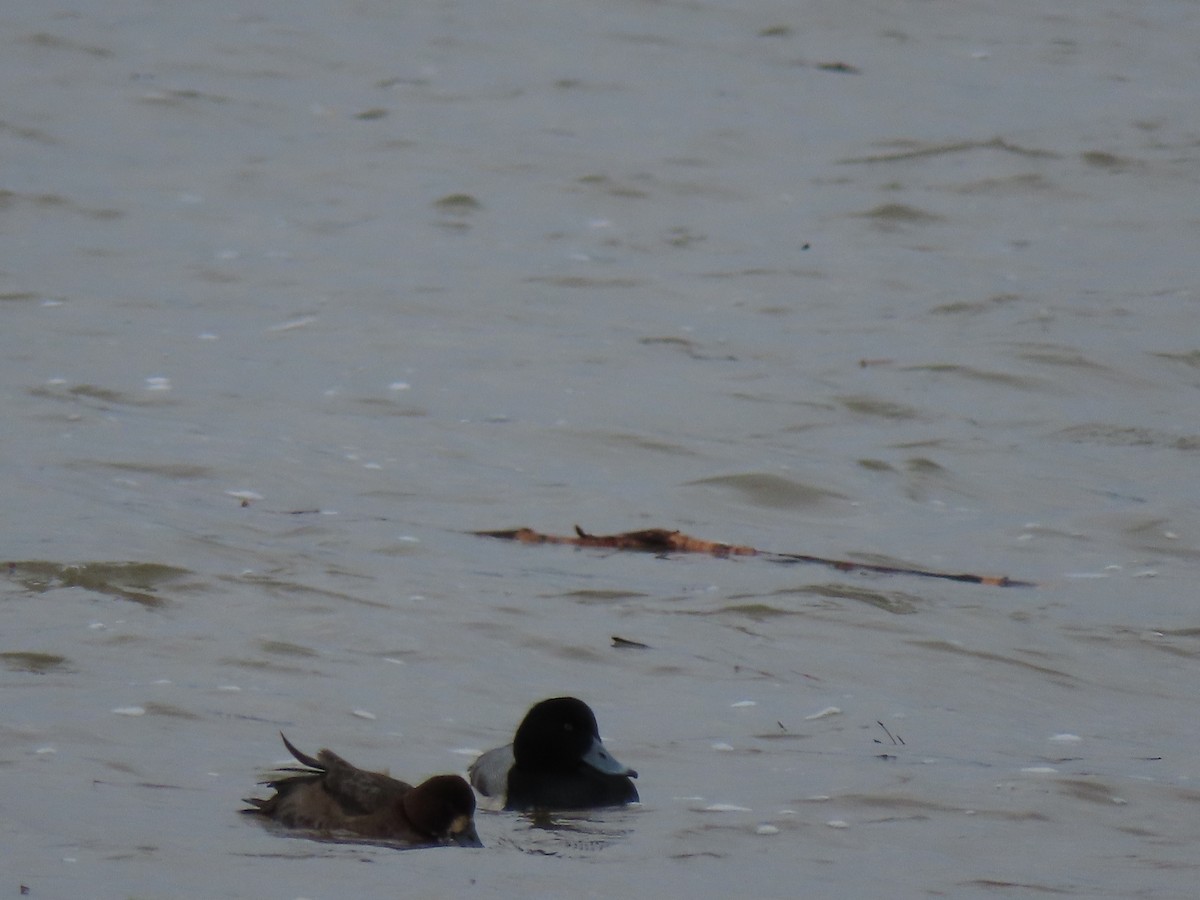 Greater Scaup - ML612455683
