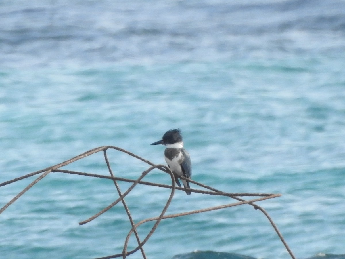 Belted Kingfisher - ML612455720