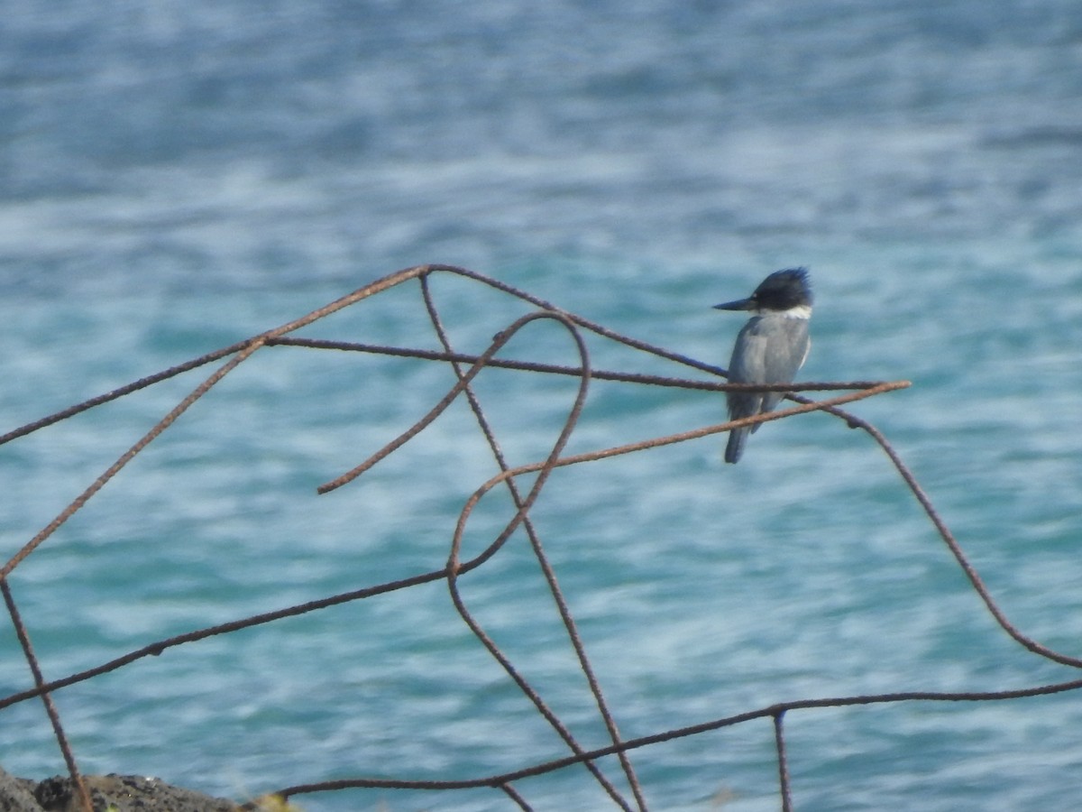 Belted Kingfisher - ML612455737