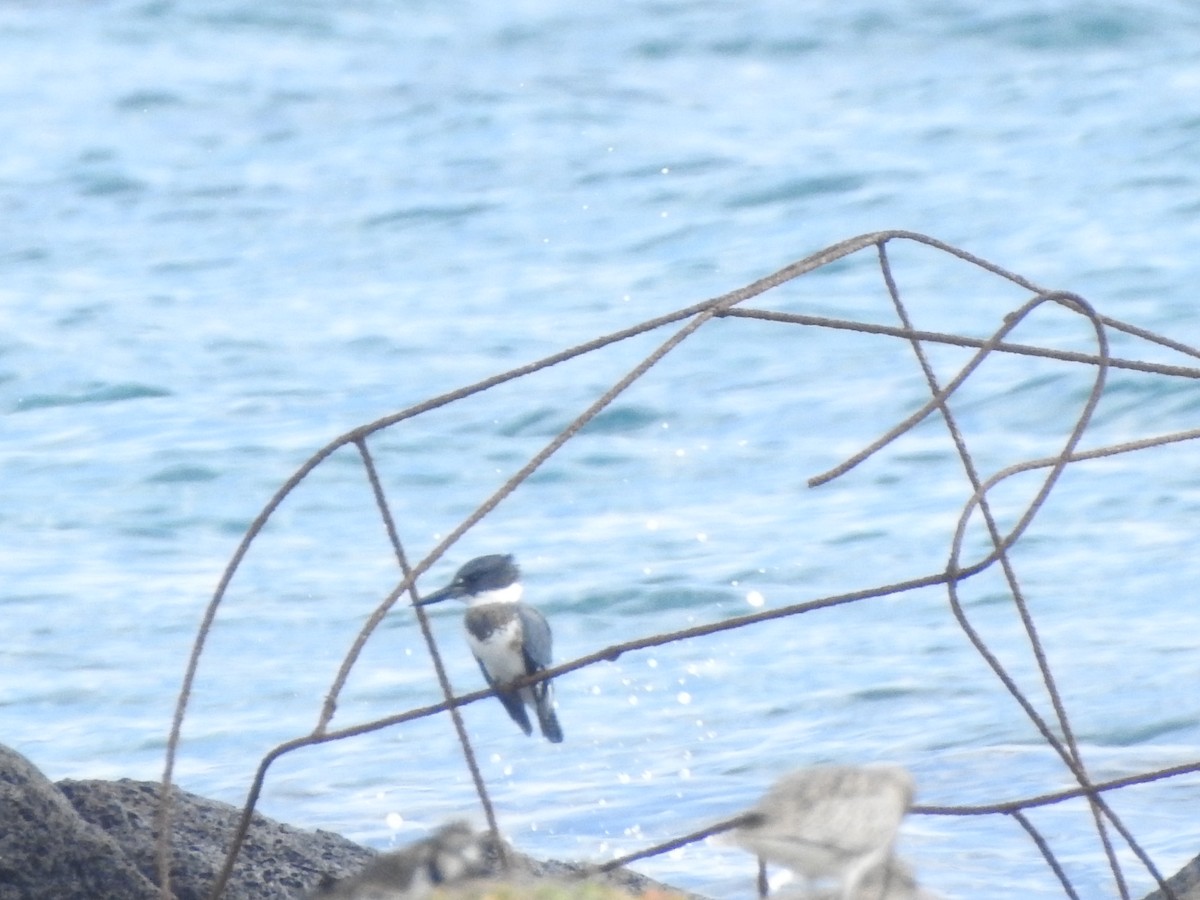 Belted Kingfisher - ML612455744