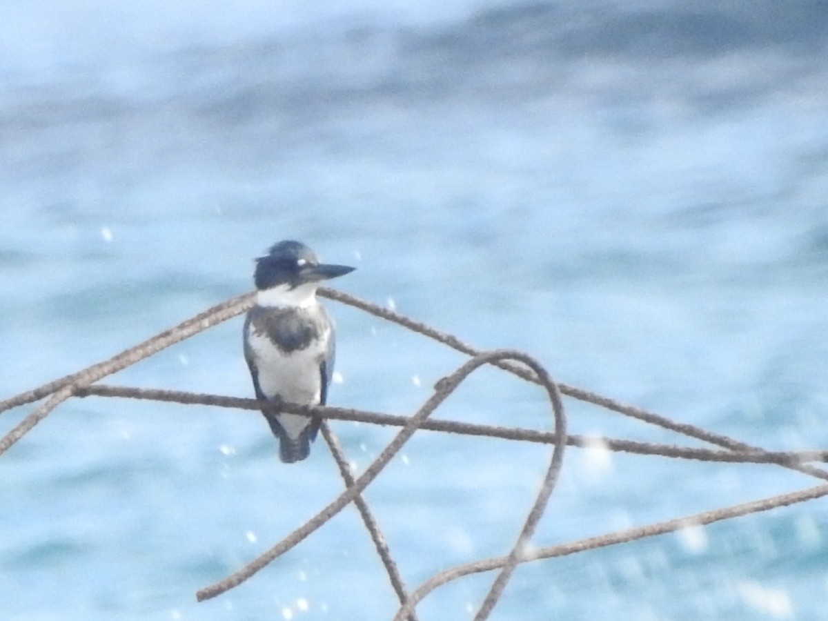 Belted Kingfisher - ML612455753