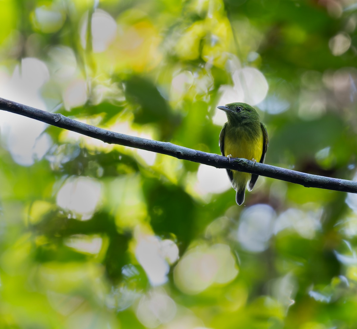 Snow-capped Manakin - ML612455770