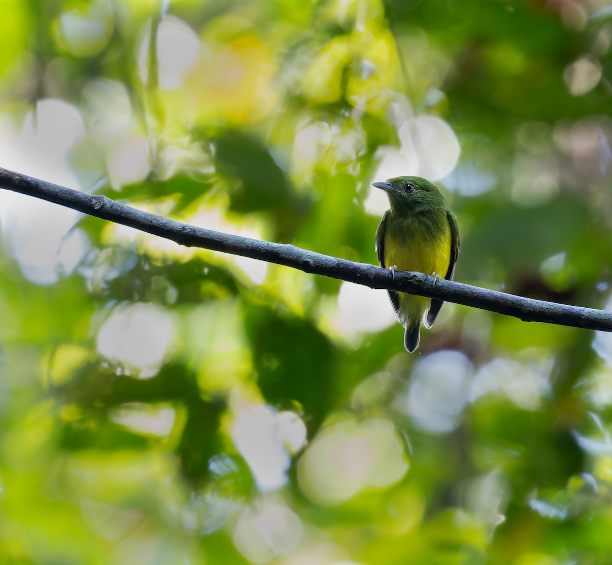 Snow-capped Manakin - ML612455770