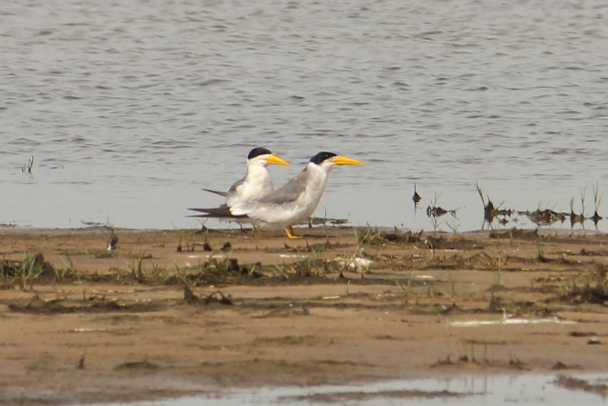 Large-billed Tern - ML612455813