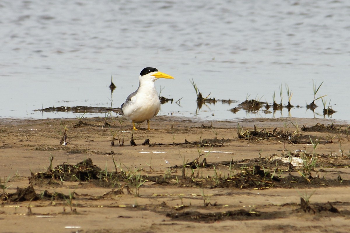 Large-billed Tern - ML612455817