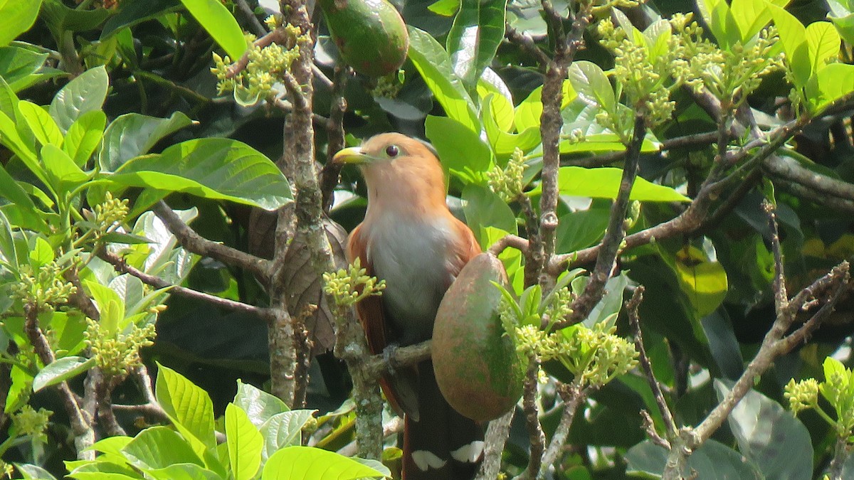 Squirrel Cuckoo - ML612455837