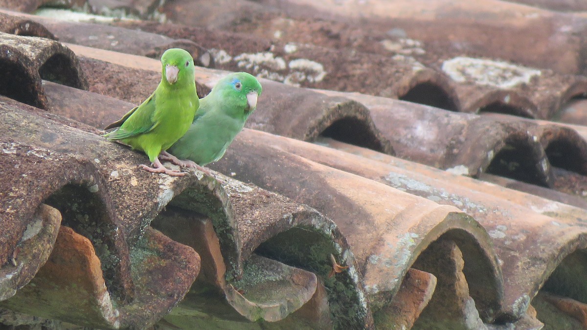 アオメルリハシインコ - ML612455875