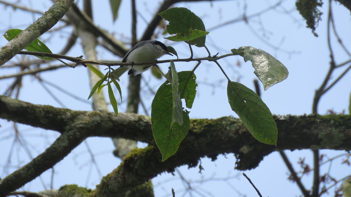 Tropical Gnatcatcher - ML612455913