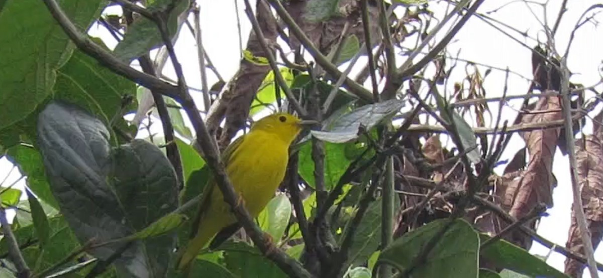 Yellow Warbler - ML612455931