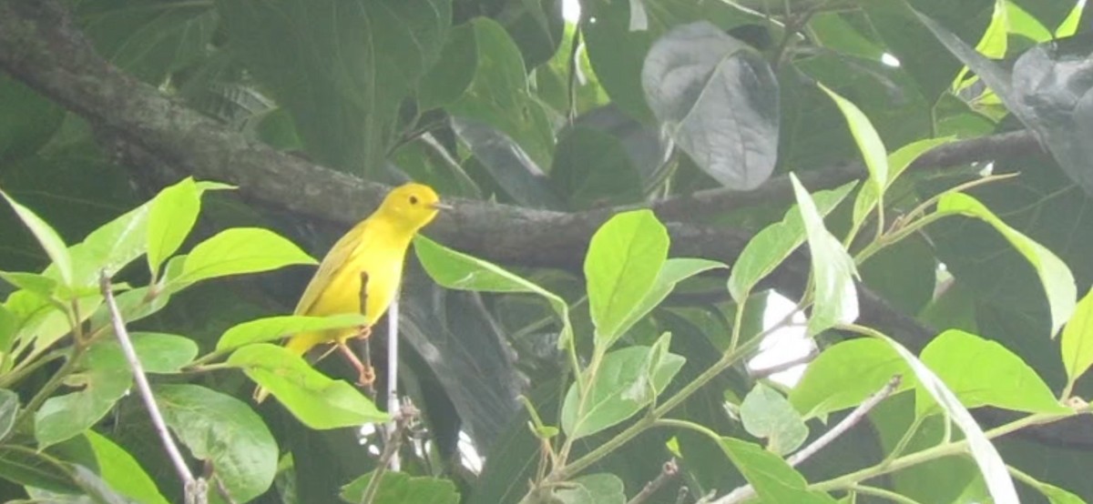 Yellow Warbler - ML612455932