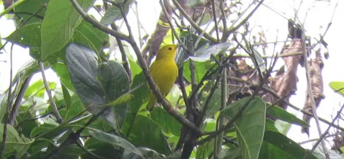 Yellow Warbler - ML612455933