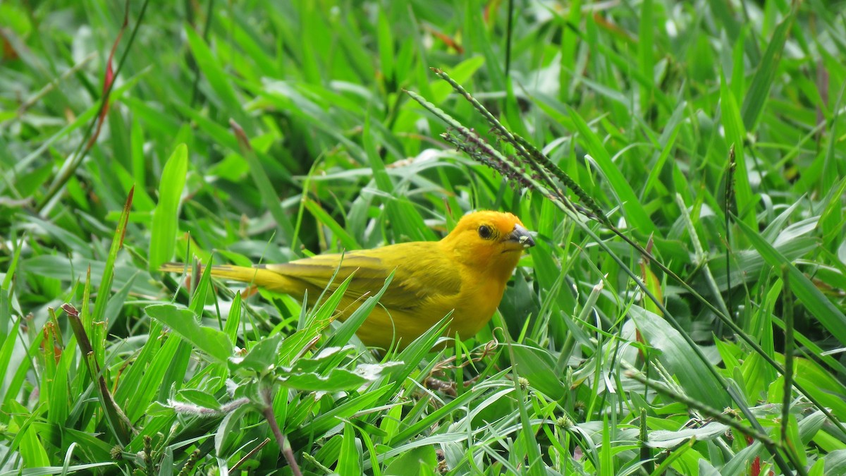 Saffron Finch - ML612455975