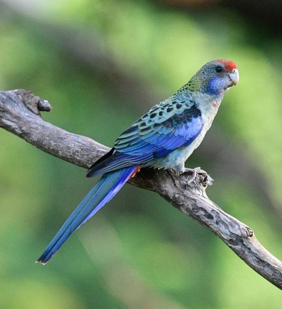 Crimson x Pale-headed Rosella (hybrid) - ML612456051