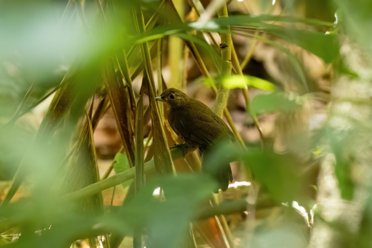 Black-tailed Leaftosser - ML612456059