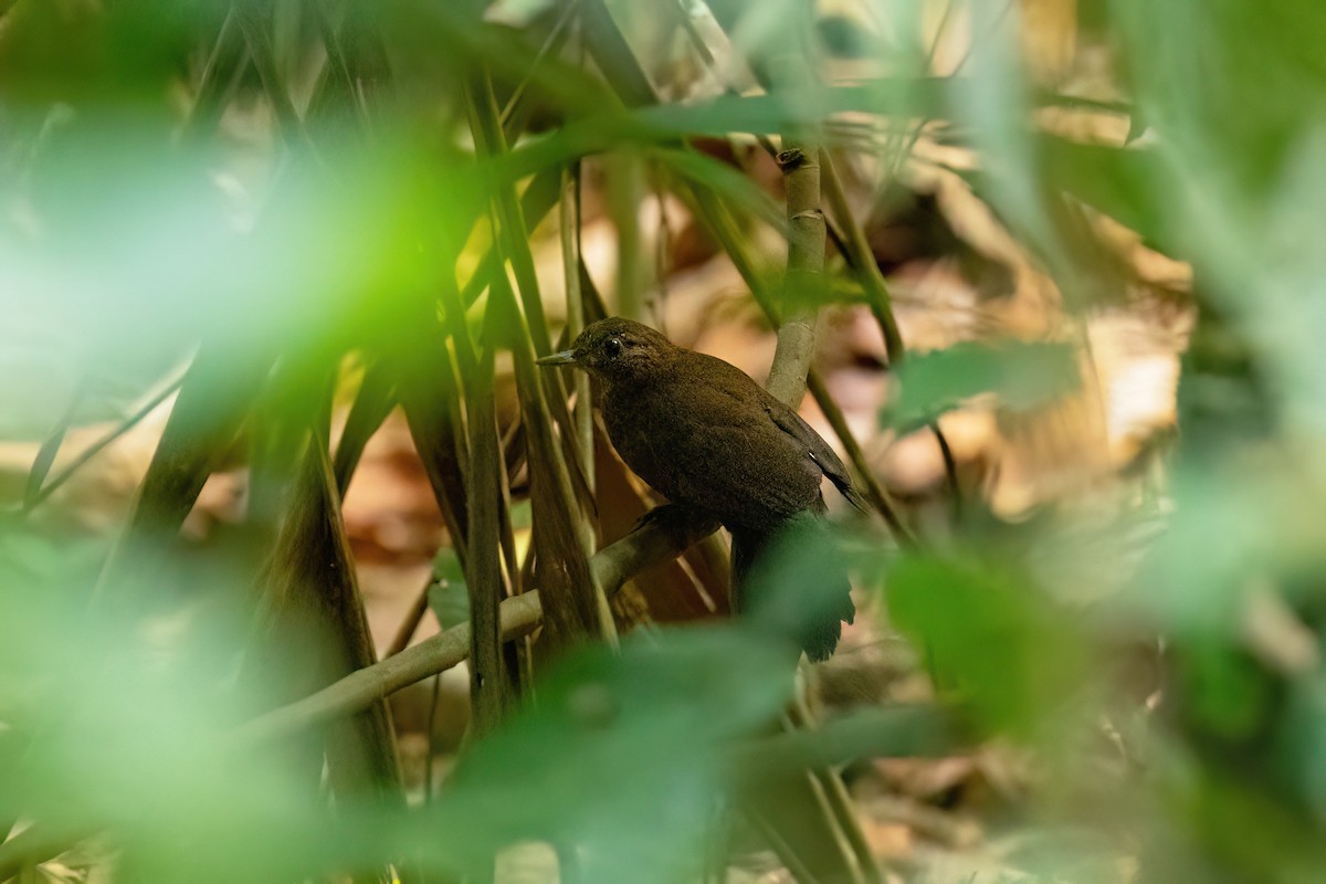 Black-tailed Leaftosser - ML612456060