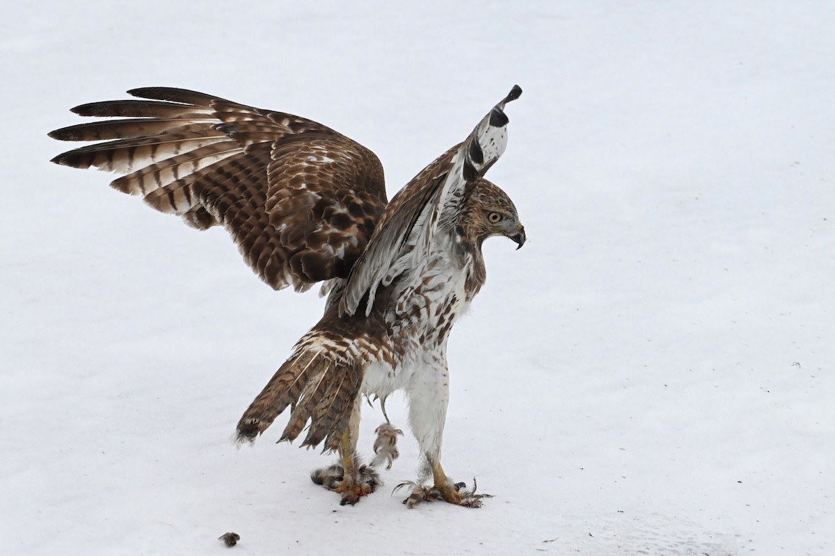 Red-tailed Hawk - Catherine MacRae