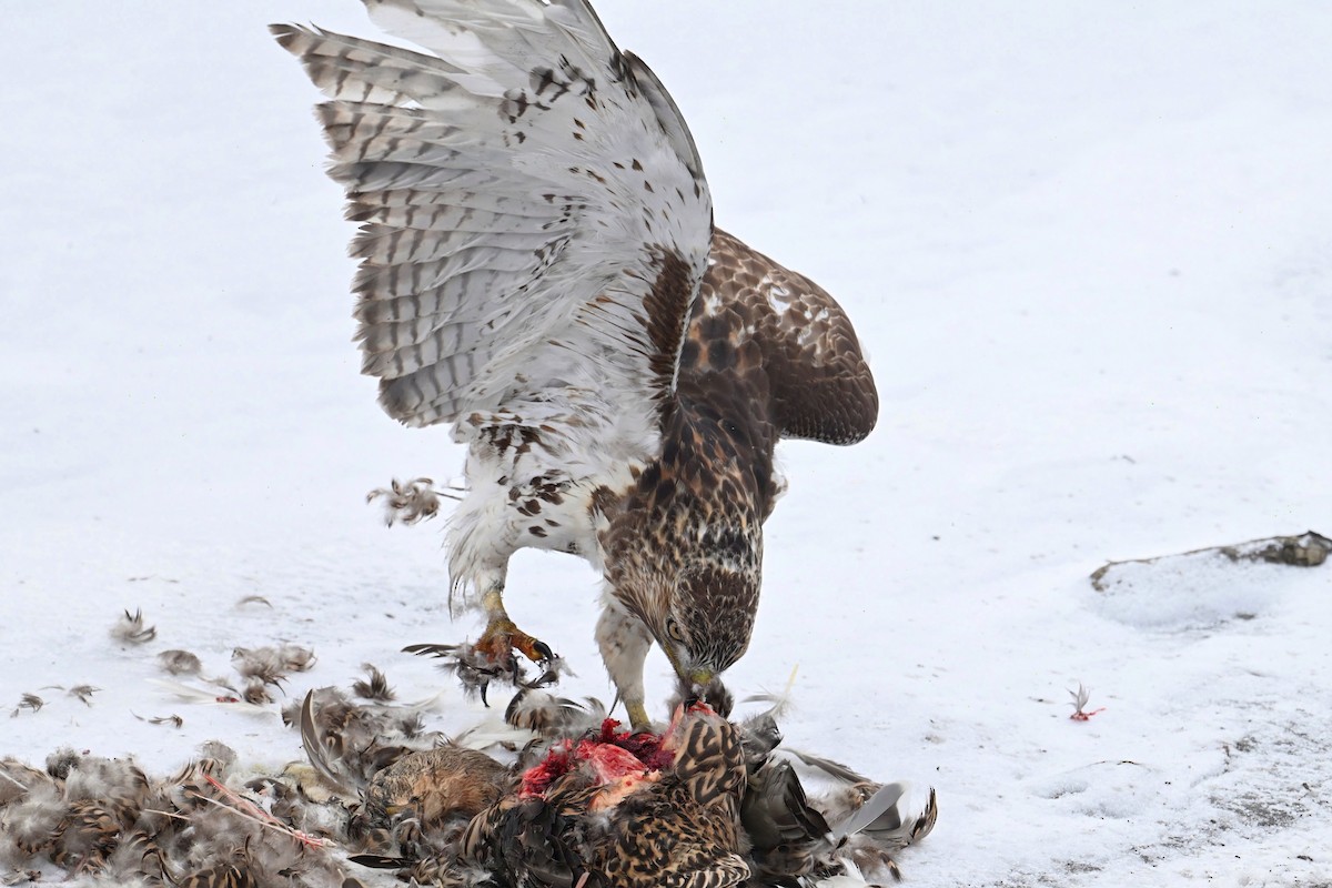 Red-tailed Hawk - Catherine MacRae