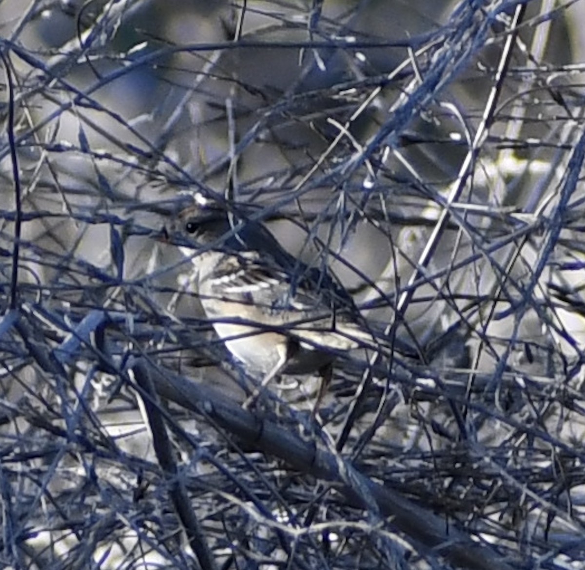 Golden-crowned Sparrow - Andy H