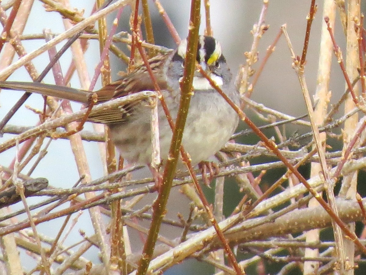 White-throated Sparrow - ML612456151