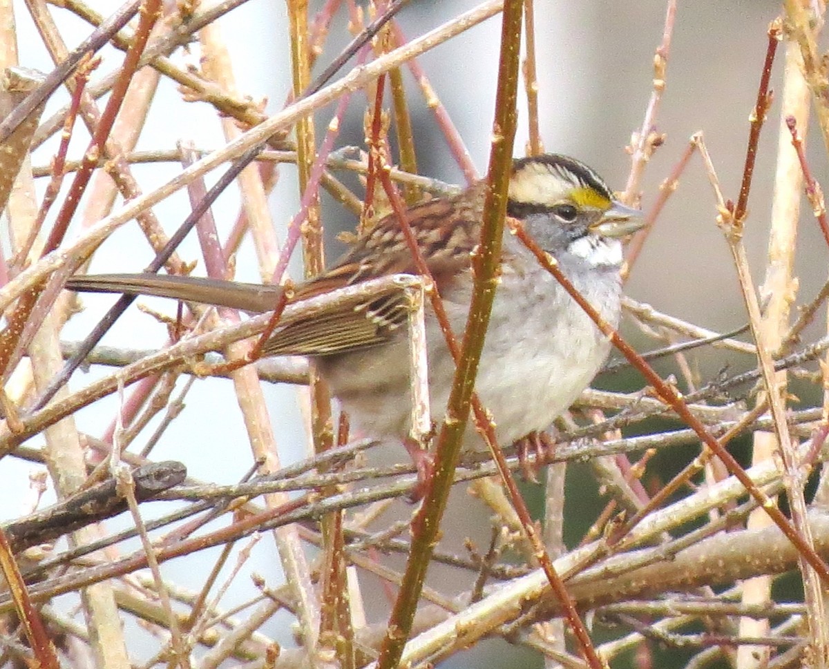 White-throated Sparrow - ML612456155
