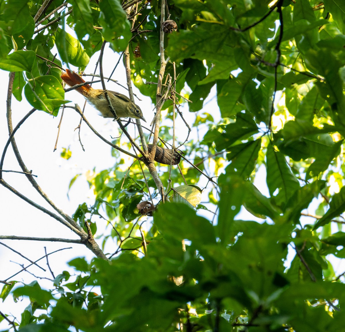 Rufous-rumped Foliage-gleaner - ML612456229