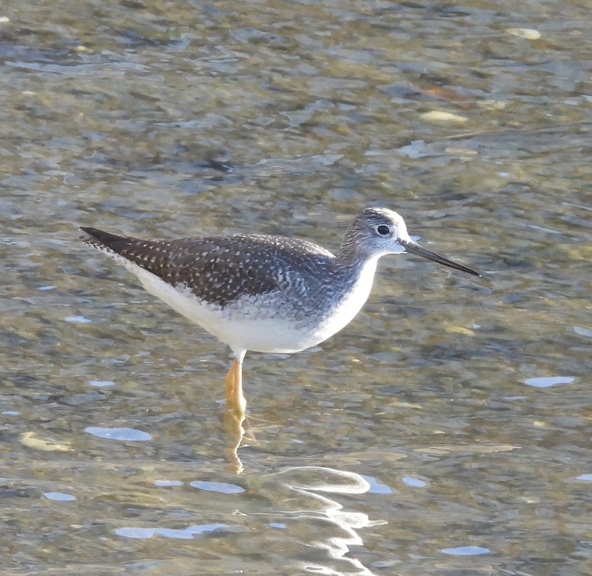 Greater Yellowlegs - Ron Hansen