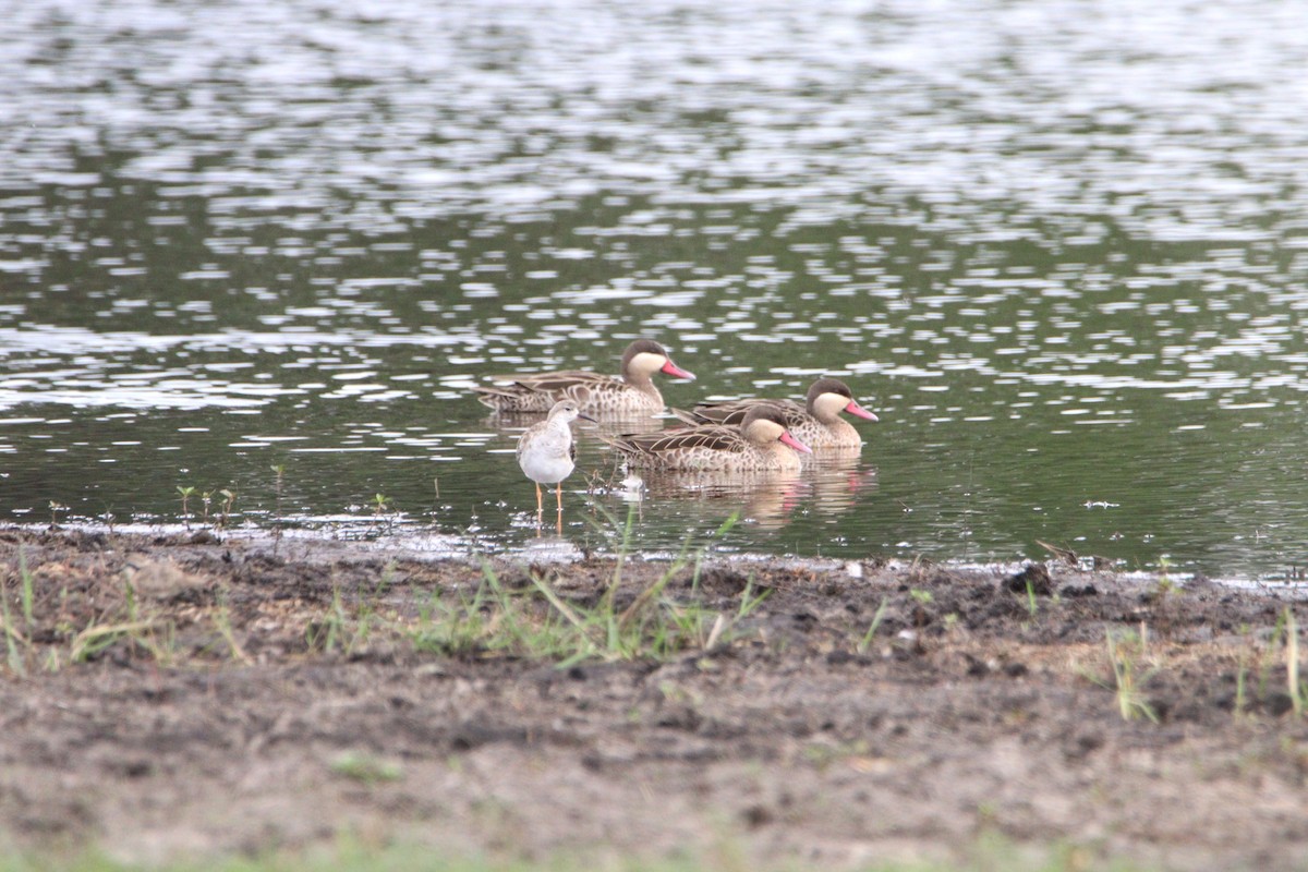 Red-billed Duck - ML612456633