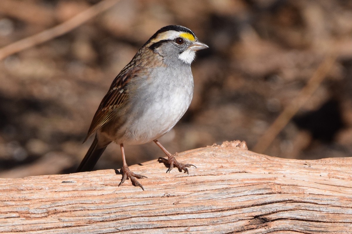 White-throated Sparrow - ML612456705