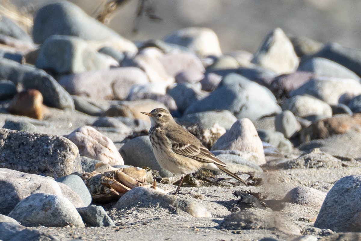 American Pipit - ML612456757