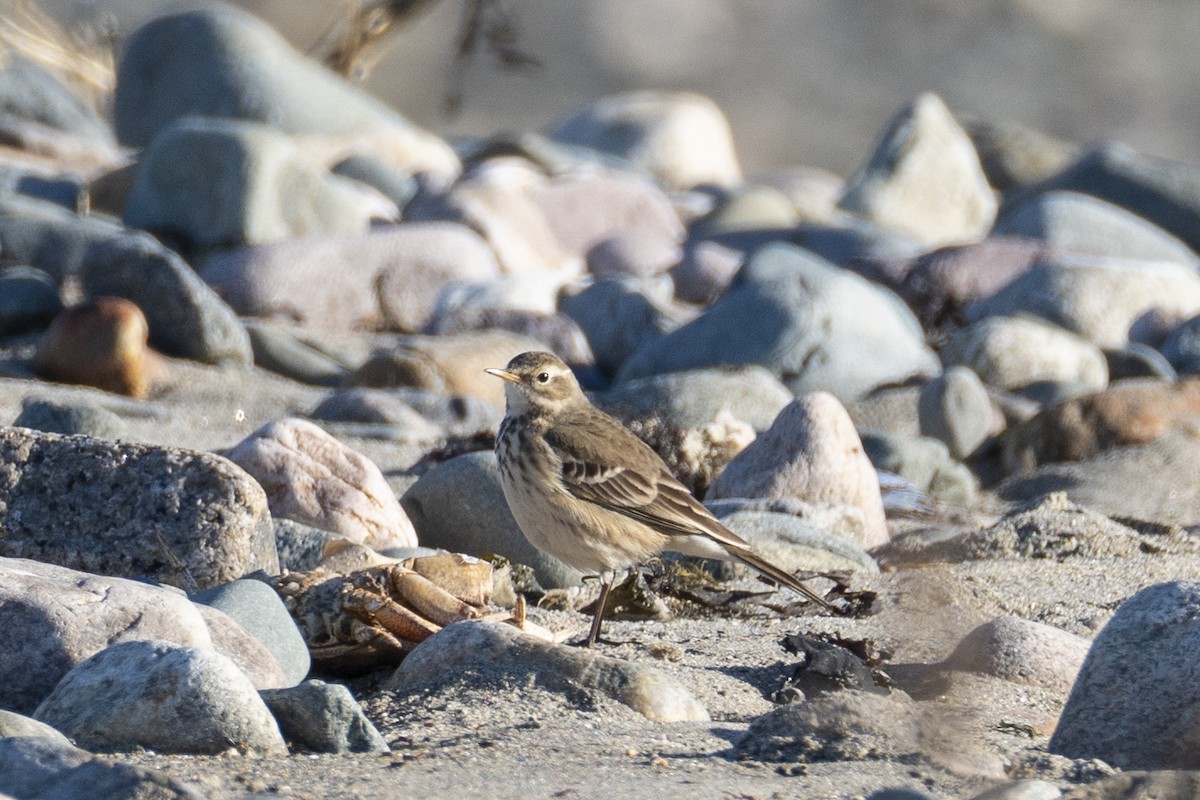 American Pipit - Anna Xu