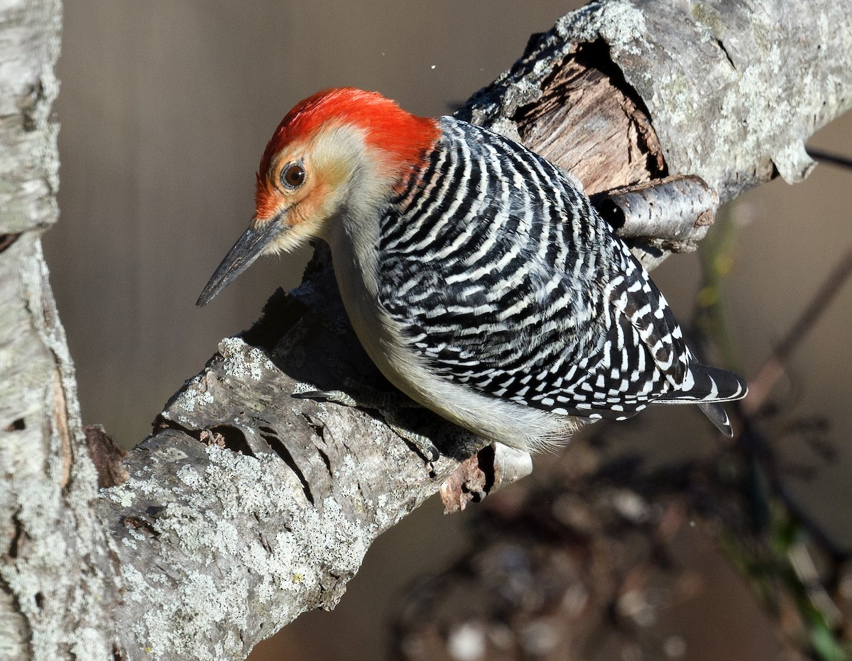 Red-bellied Woodpecker - Tom Warren