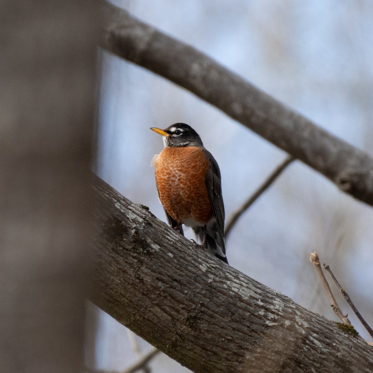 American Robin - Eli Harris