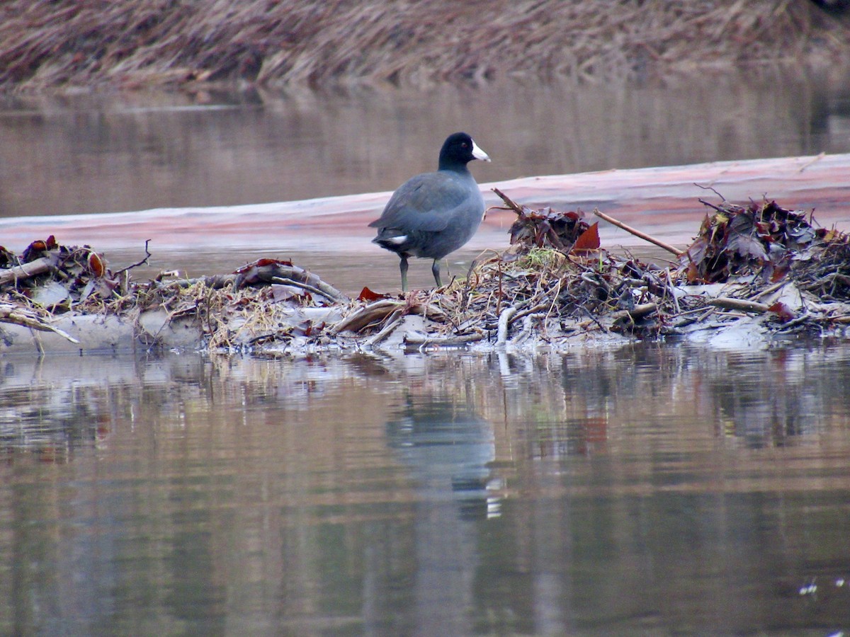 American Coot - ML612456784