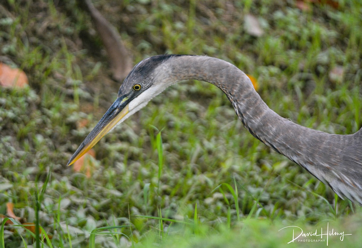 Great Blue Heron - ML612456809