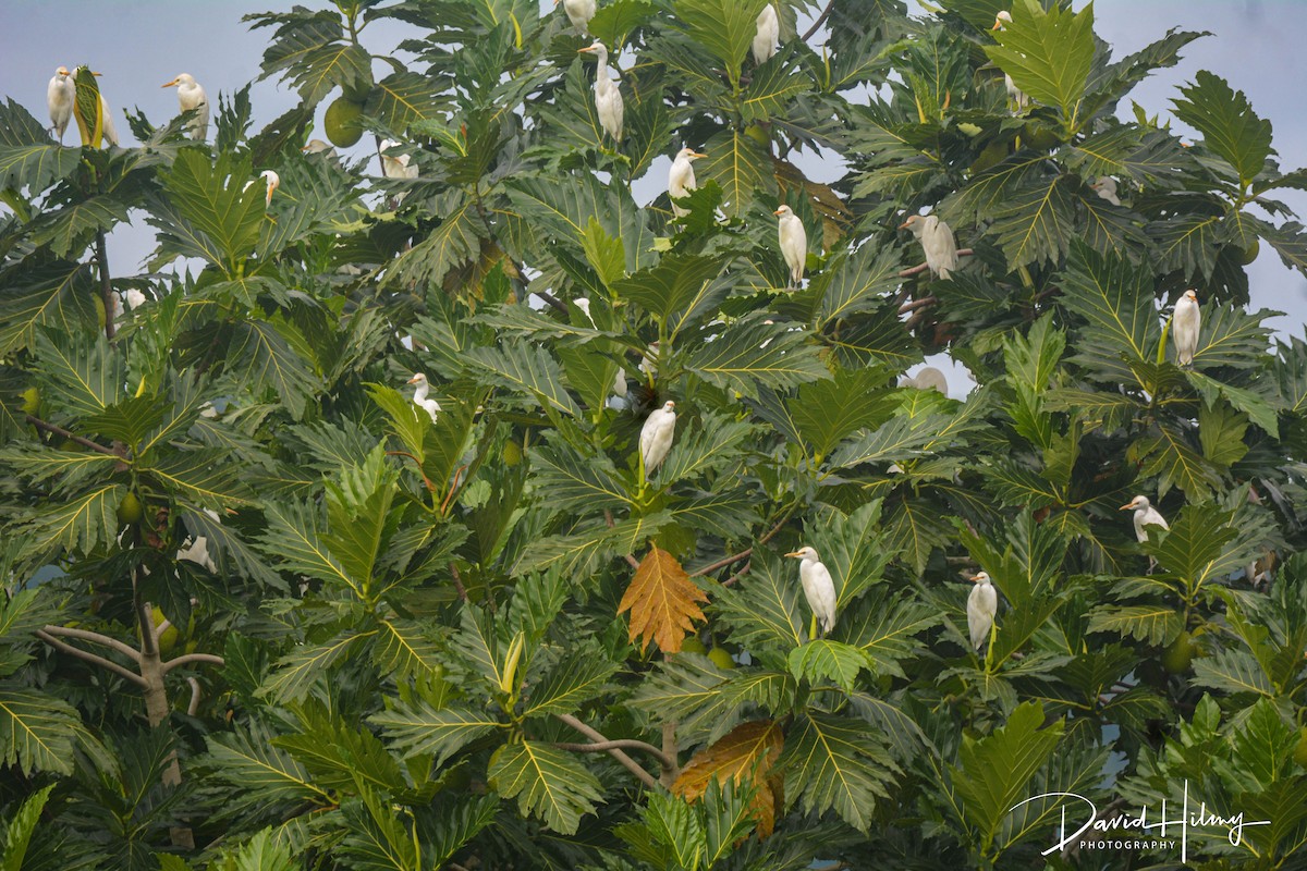 Western Cattle-Egret - ML612456811