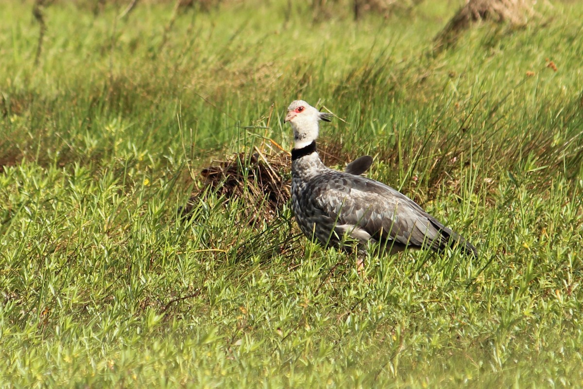 Southern Screamer - ML612456820