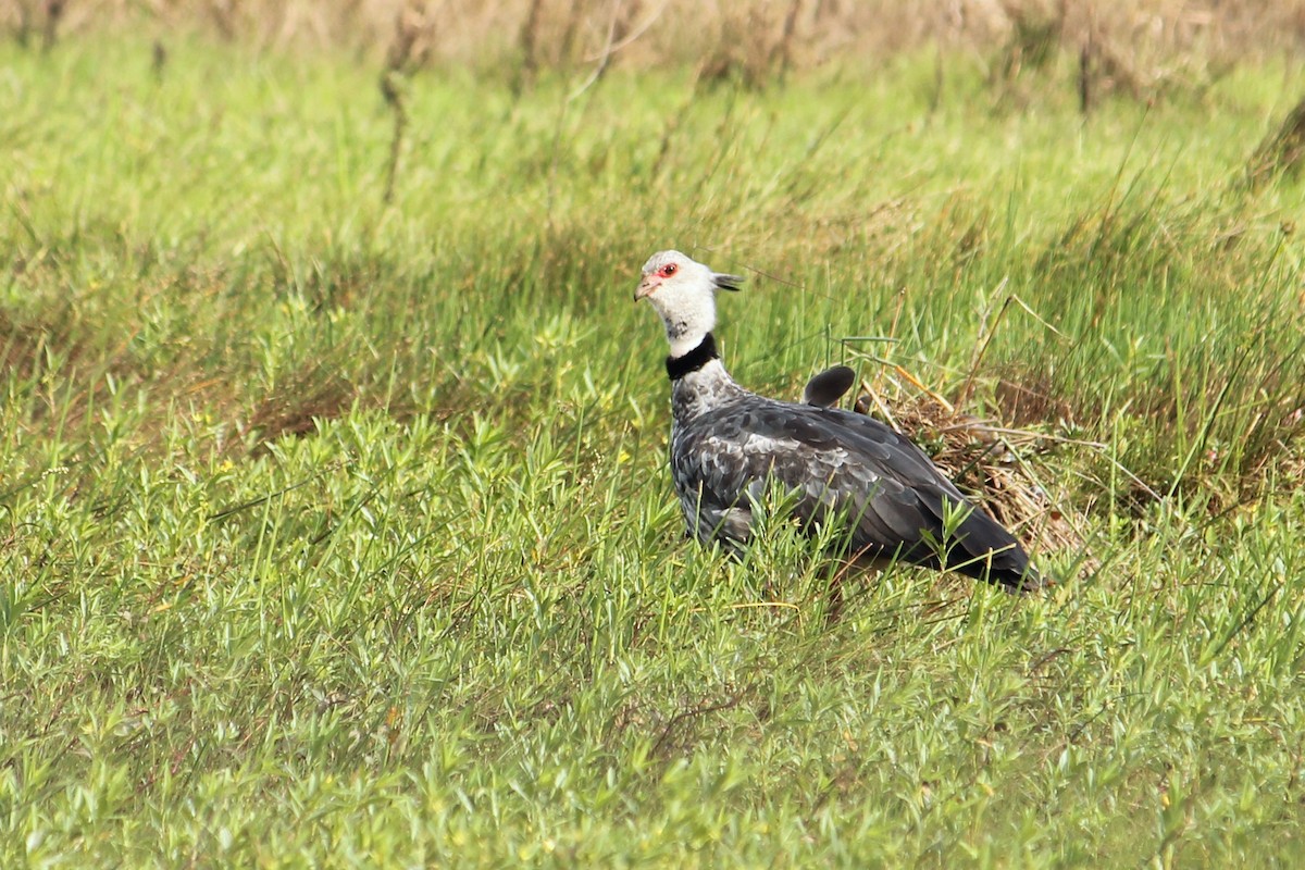 Southern Screamer - ML612456821