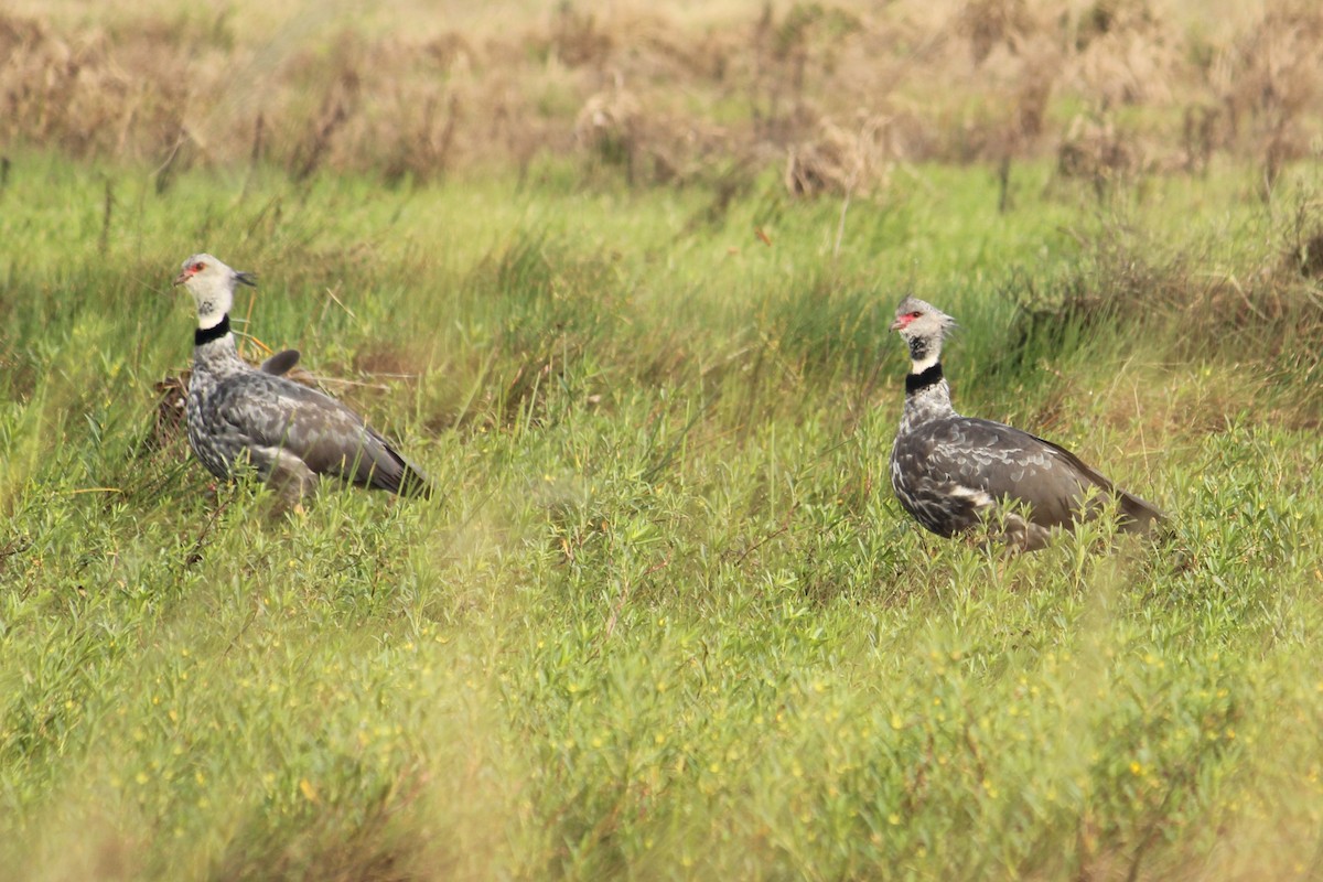 Southern Screamer - ML612456823